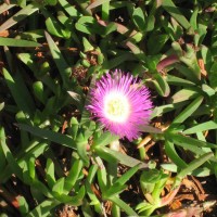 Hottentot Fig